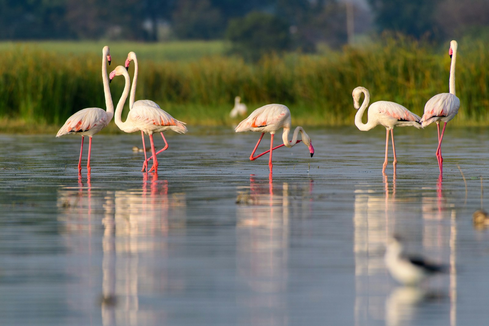 Flamants roses dans les marais de Camargue